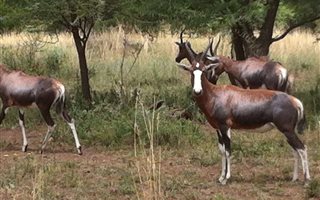 3 ha Land available in Buffelsdrift