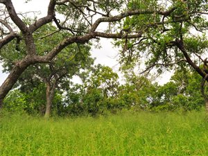 1.3 ha Land available in Hoedspruit