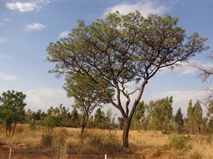 1070 m² Land available in Roodeplaat