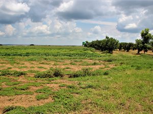 2.6 ha Farm in Valtaki