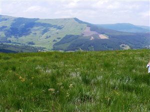 642 ha Farm in Ixopo