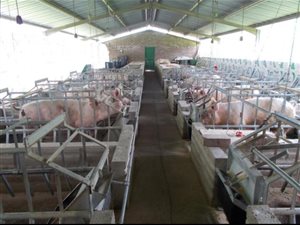 320 ha Farm in Bethlehem