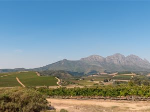 4.2 ha Farm in Stellenbosch Agricultural