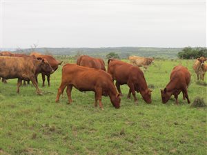 220 ha Farm in Kidds Beach