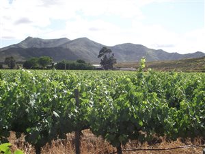 209.6 ha Farm in Robertson