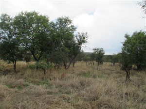 8767 m² Land available in Leeuwfontein