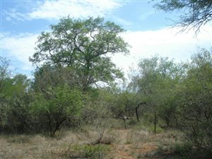 1.1 ha Land available in Raptors View Wildlife Estate