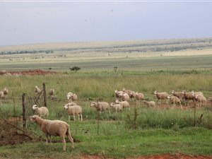 372 ha Farm in Bronkhorstspruit