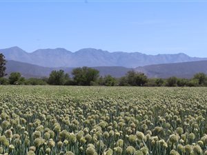 885 ha Farm in Calitzdorp