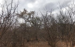 4900 m² Land available in Hoedspruit Wildlife Estate