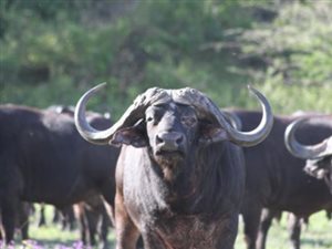 1150 ha Farm in Empangeni