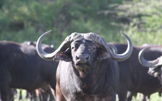 1150 ha Farm in Empangeni