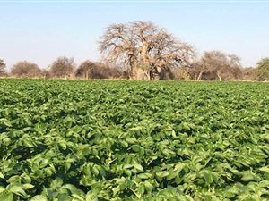 667 ha Farm in Louis Trichardt