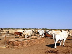 530 ha Farm in Roedtan
