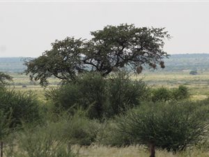 1640 ha Farm in Upington
