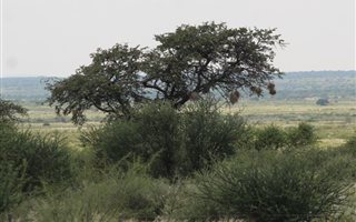 1640 ha Farm in Upington