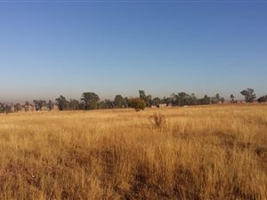 5.5 ha Land available in Honingnestkrans