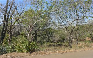 1487 m² Land available in Komatipoort