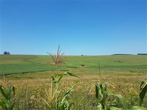 1.4 ha Land available in Greytown
