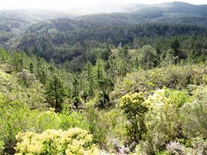 356 ha Farm in Plettenberg Bay