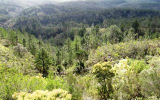 356 ha Farm in Plettenberg Bay