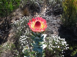 1800 ha Land available in Montagu