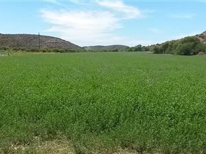 333 ha Farm in Ladismith
