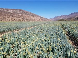 333 ha Farm in Ladismith