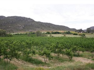 74 ha Farm in Ladismith
