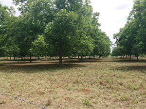 101 ha Farm in Dundee