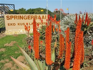 2018 m² Land available in Springerbaai Eco Estate
