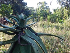 2028 m² Land available in Winston Park