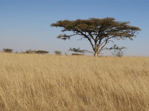 458 ha Farm in Vryheid