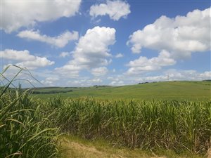 40 ha Farm in Etete