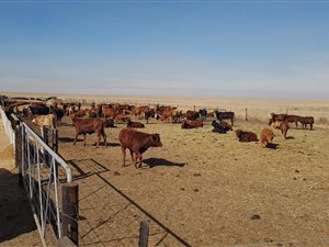 960 ha Farm in Leandra