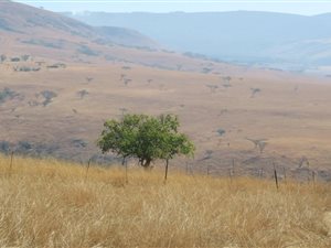 894 ha Farm in Vryheid