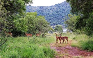 960 m² Land available in Buffelspoort