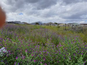 2000 m² Land available in Philippi