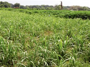 243 ha Farm in Pongola
