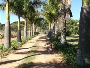 1 ha Farm in White River Central