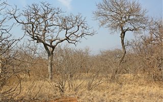 3500 m² Land available in Blyde Wildlife Estate
