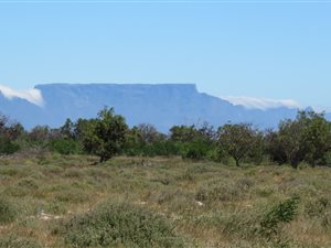 44 ha Farm in Duynefontein