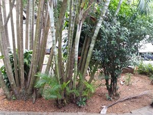 1 Bedroom Garden Cottage in Athlone Park