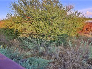 1190 m² Land available in Lephalale (Ellisras)