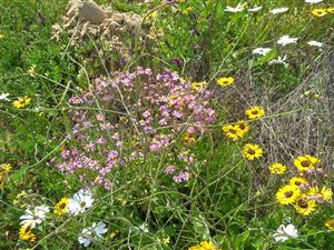 598 m² Land available in Blue Mountain Village