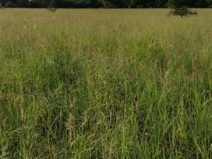 1 ha Land available in Kameeldrift East