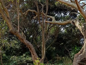 1241 m² Land available in Mtwalume