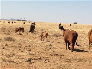 Farm in Bloemfontein