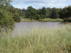 1156 ha Farm in Middelburg Central