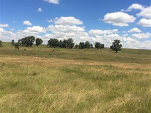 411 ha Farm in Ermelo